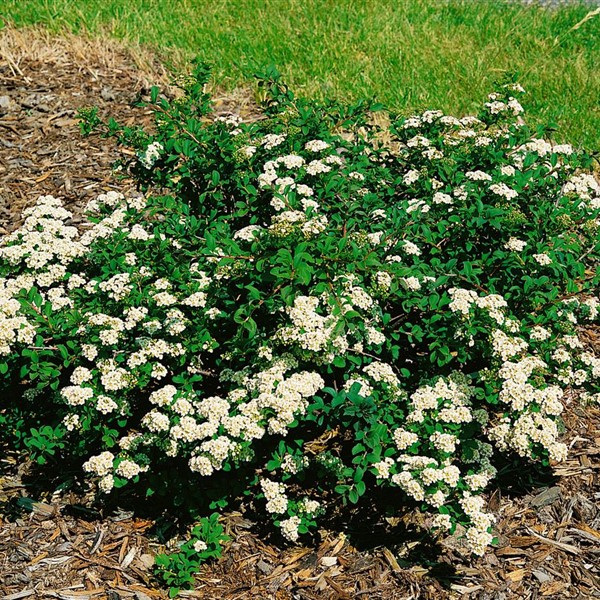 Спирея ниппонская Уайт Карпет в тубе